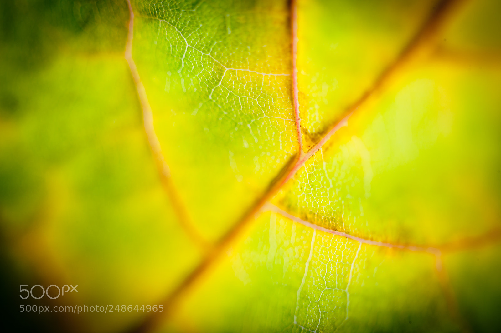 Canon EOS-1Ds Mark II sample photo. Autumn leaves silhouette yellow photography