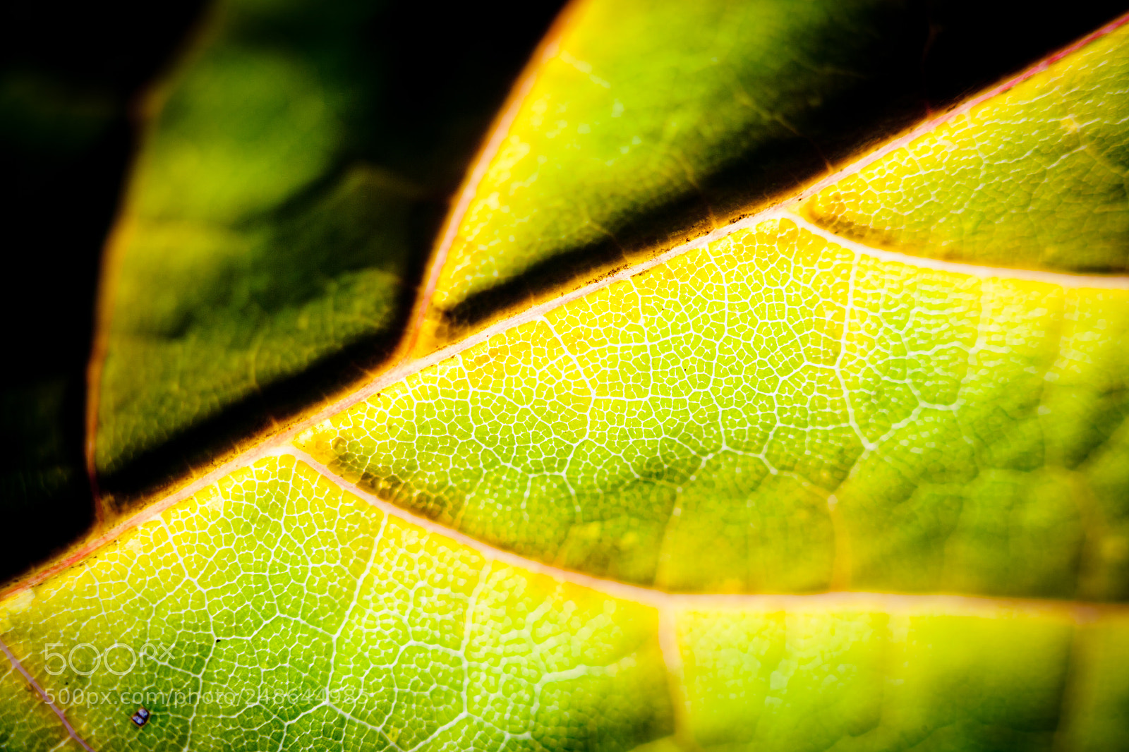 Canon EOS-1Ds Mark II sample photo. Autumn leaves silhouette yellow photography