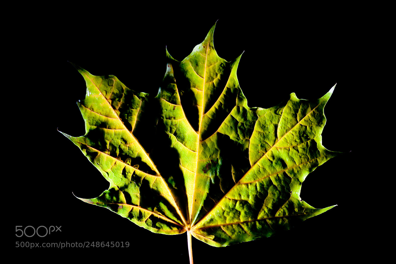 Canon EOS-1Ds Mark II sample photo. Autumn leaves silhouette green photography