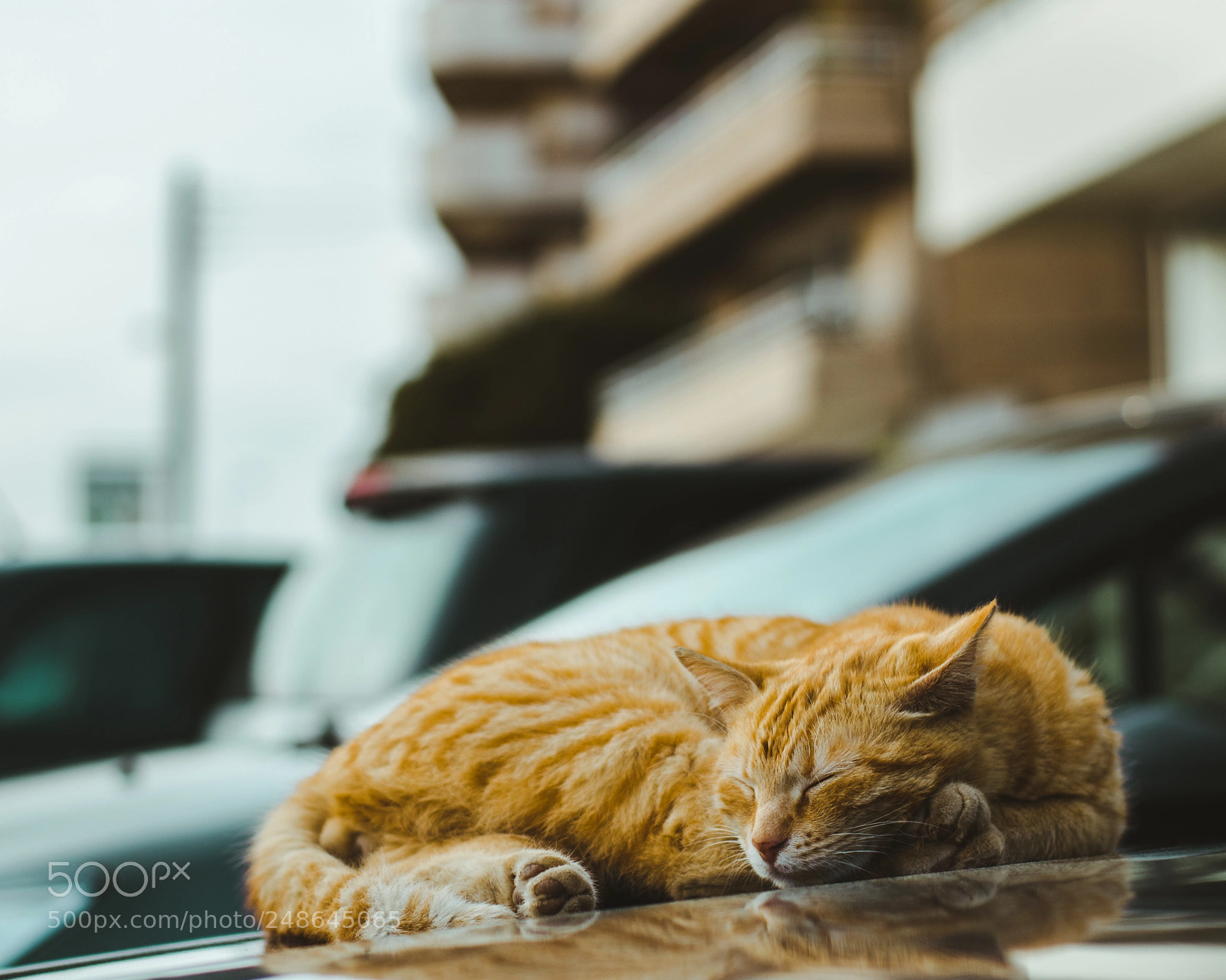 Canon EOS 1300D (EOS Rebel T6 / EOS Kiss X80) sample photo. A sleepy cat photography