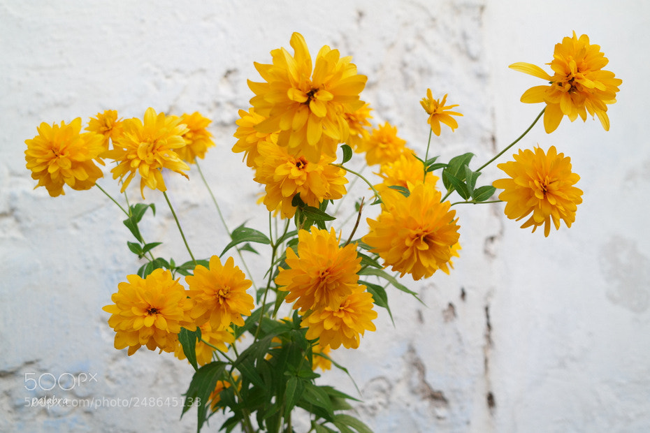 Samsung NX30 sample photo. ... photography