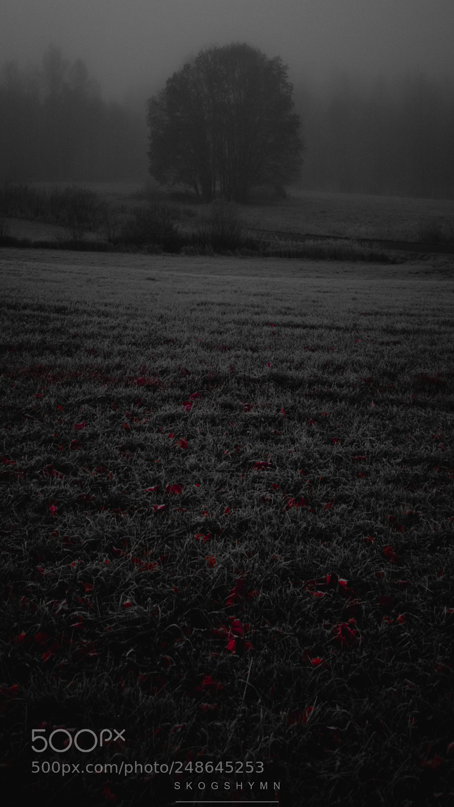 Nikon D5300 sample photo. Red and black photography