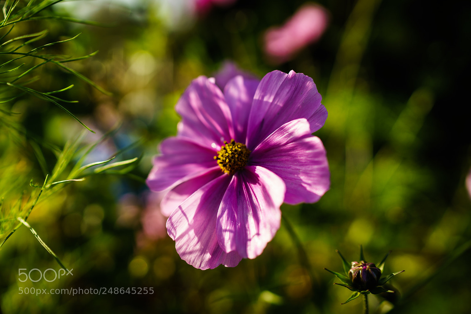 Sony a7 sample photo. Irresistible photography