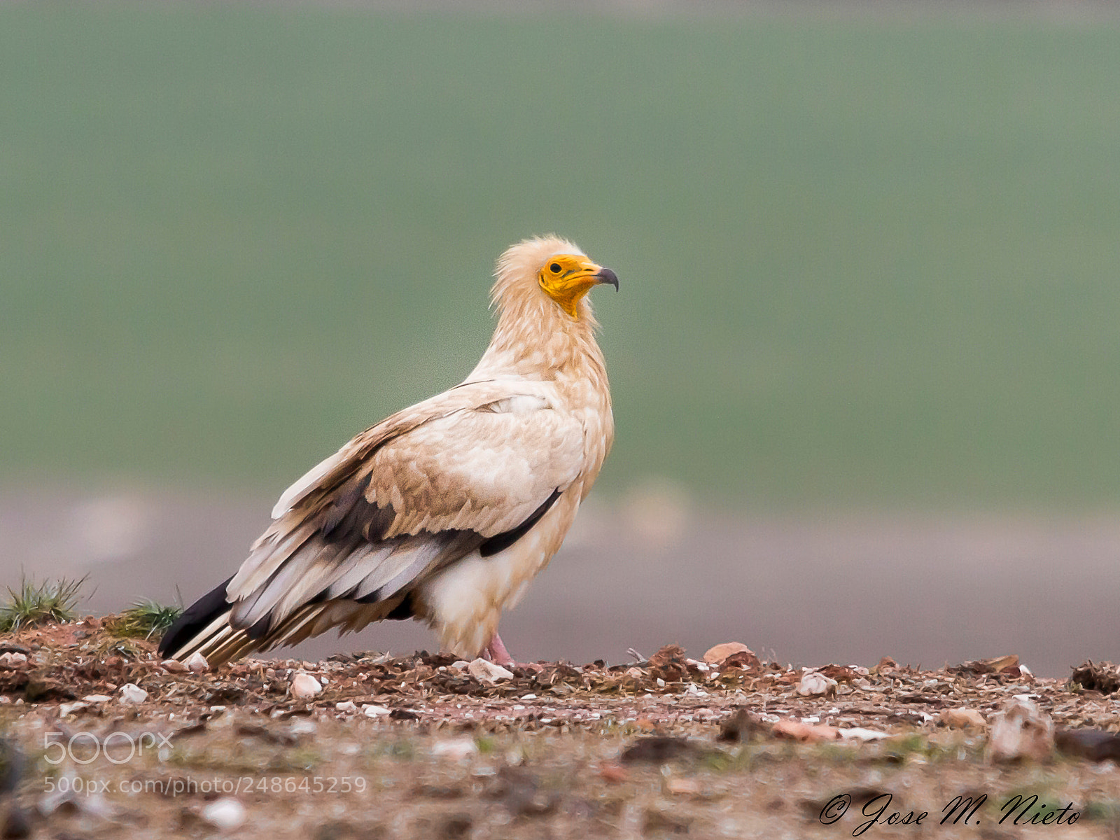 Canon EOS 7D sample photo. Egyptian vulture photography