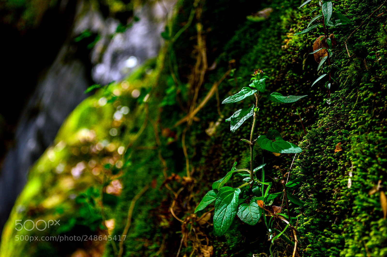 Nikon D3200 sample photo. Little life in waterfall photography