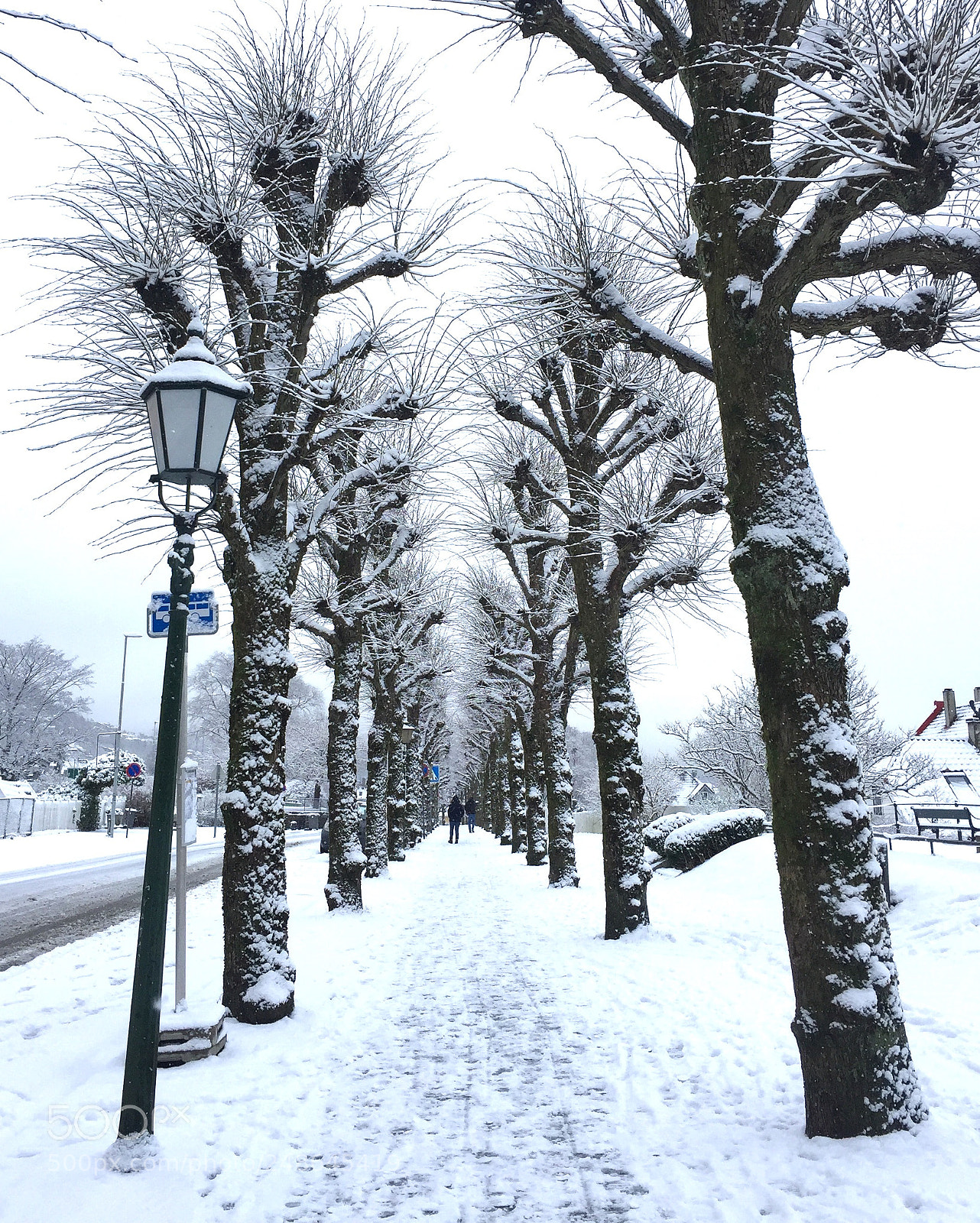 Apple iPhone 6 sample photo. Trees and snow in photography