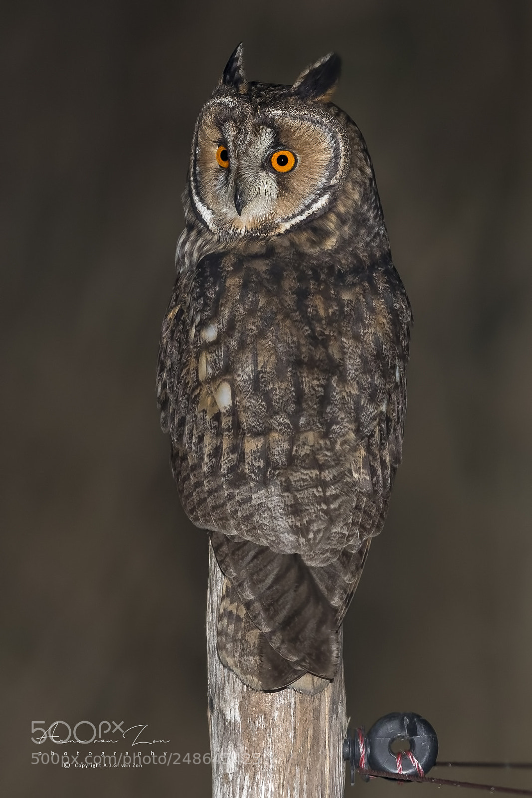 Canon EOS-1D X Mark II sample photo. Long eared owl... photography
