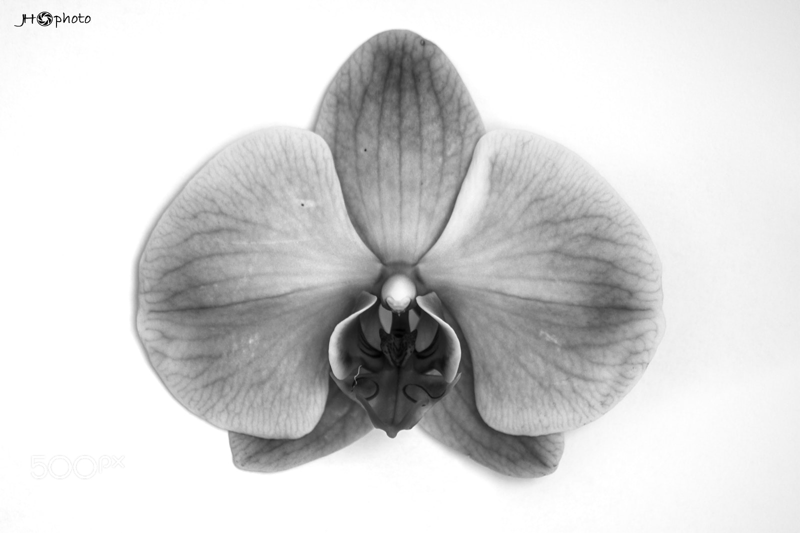 Nikon D5200 sample photo. Bw orchid photography