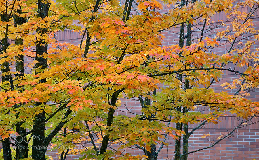 Sony a6000 sample photo. Autumn in the city photography
