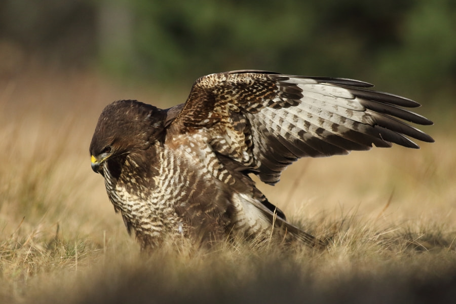 Canon EOS 60D + Canon EF 400mm F5.6L USM sample photo. Common buzzard (buteo buteo) photography