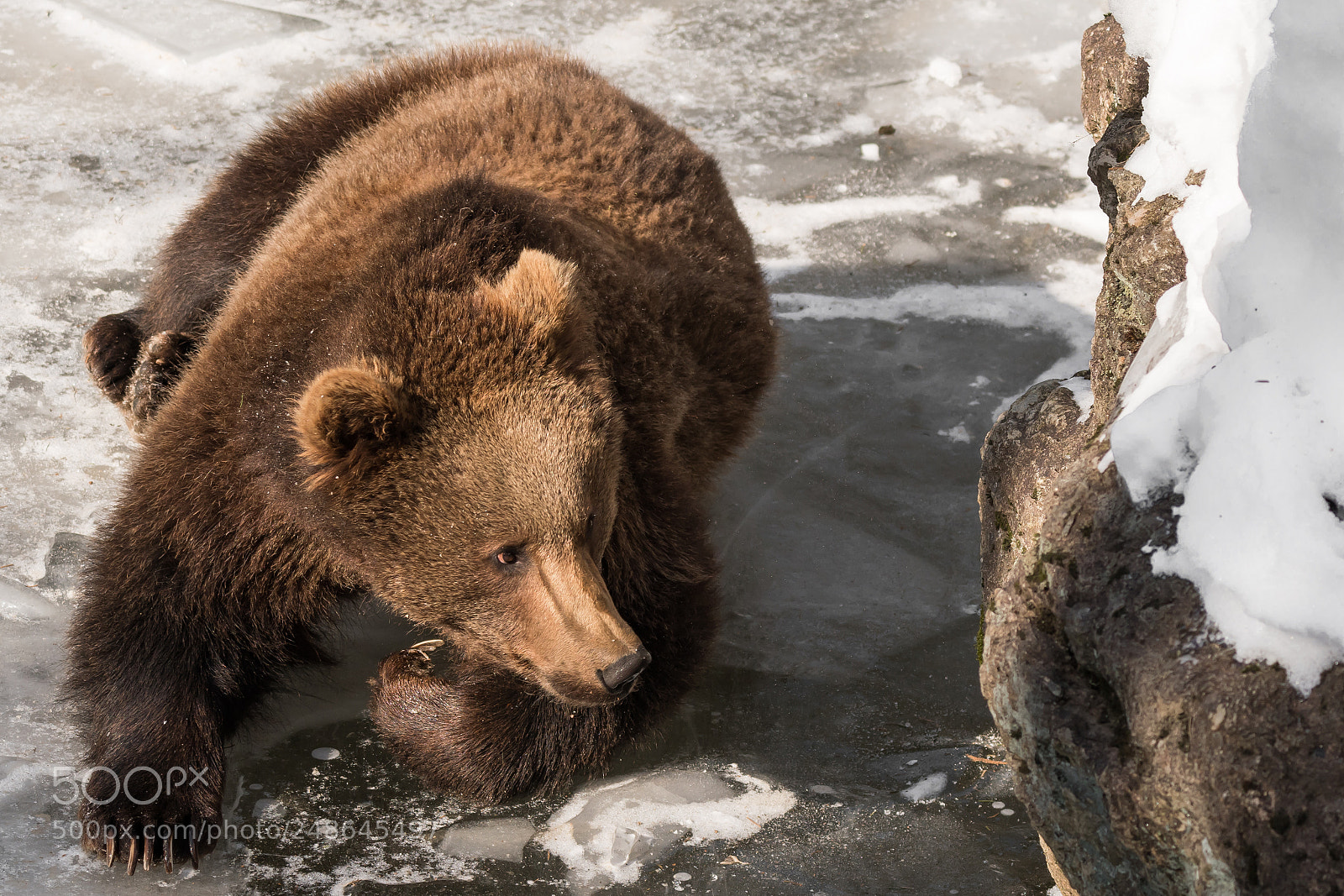Nikon D500 sample photo. Bear photography