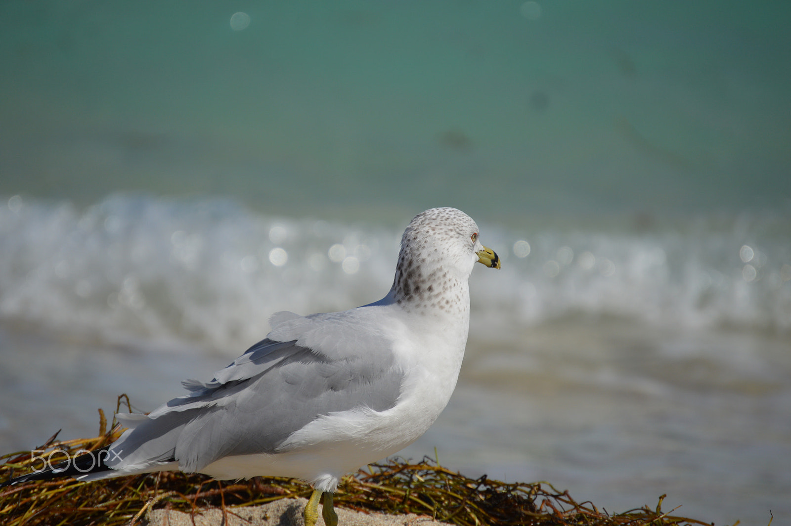 Nikon D3200 sample photo. The bird is the word photography