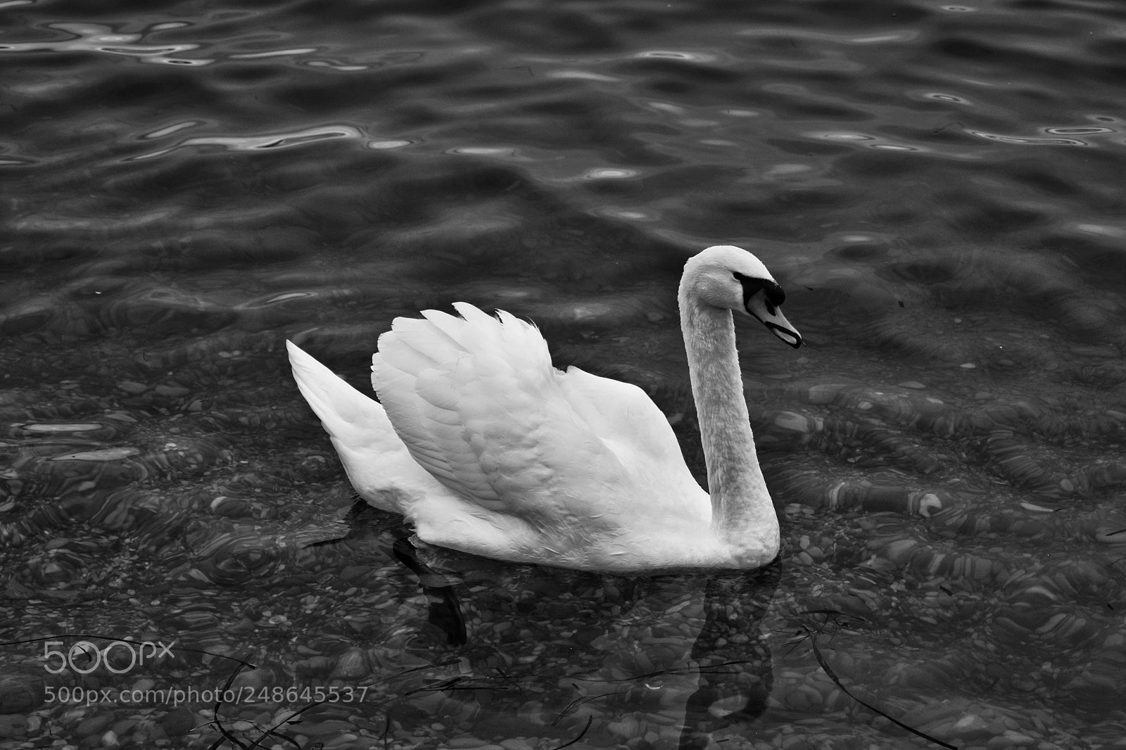 Nikon D3400 sample photo. Cigno photography