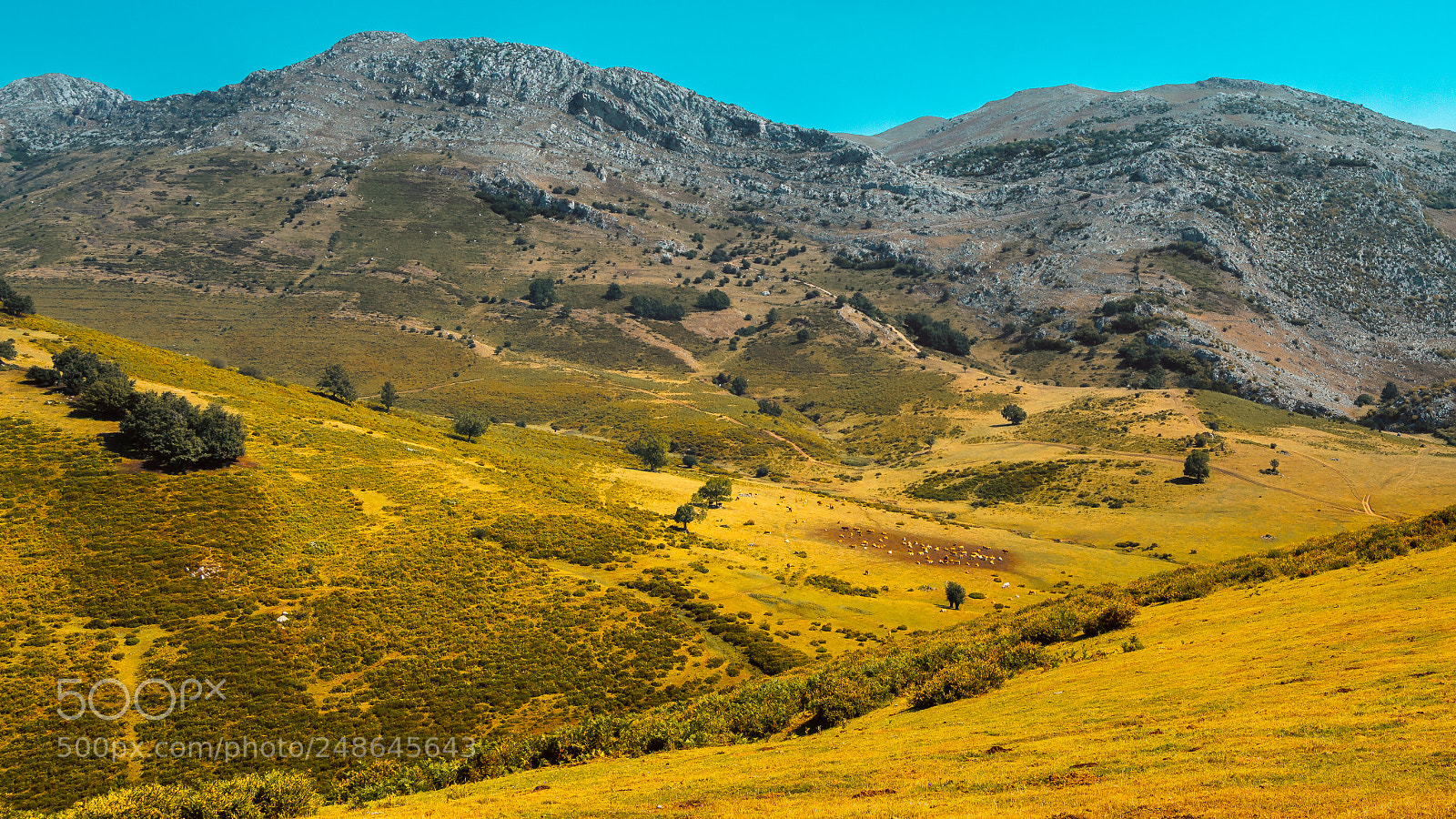 Nikon D3200 sample photo. Mountains and cows photography