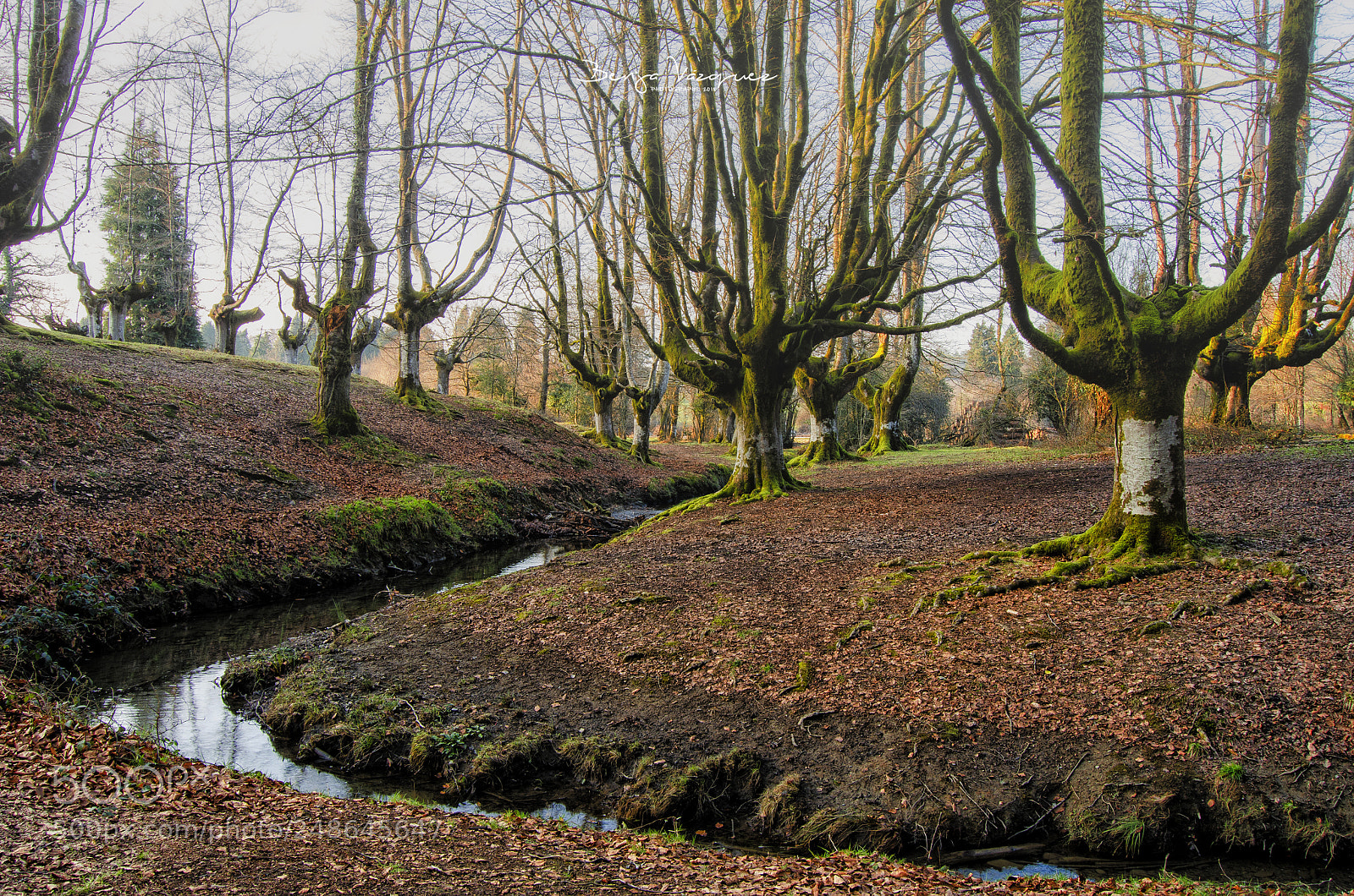 Nikon D5100 sample photo. Hayedo de otzarreta photography