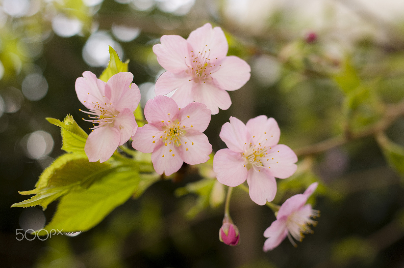 Ricoh GXR A12 sample photo. Early blooming sakura photography