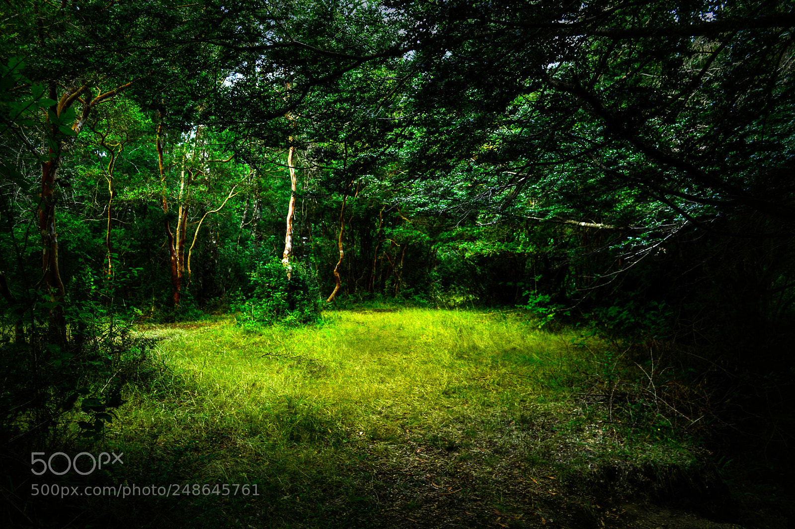 Nikon D3200 sample photo. Eye of the forest photography
