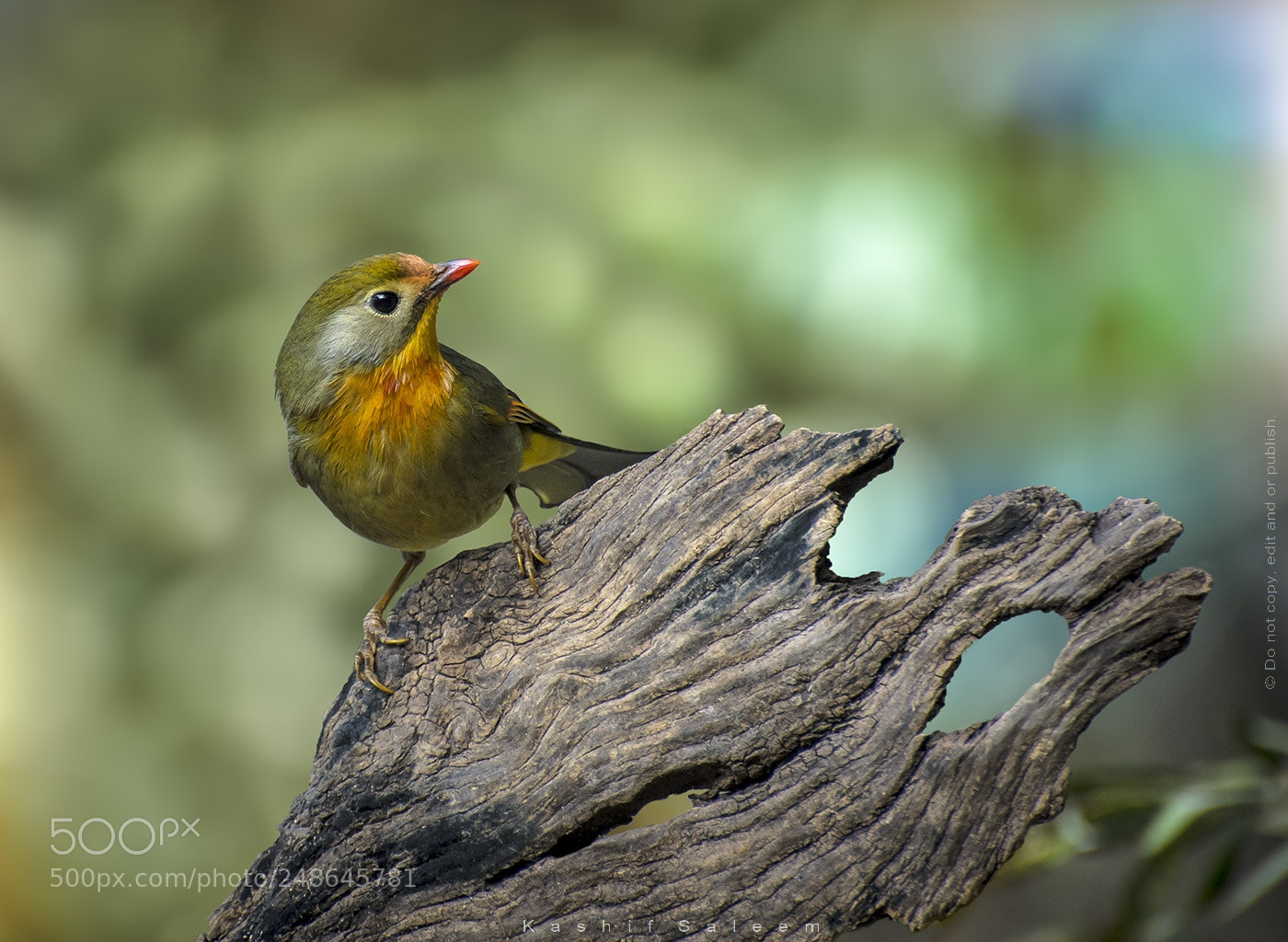 Nikon D7200 sample photo. Red-billed leiothrix photography