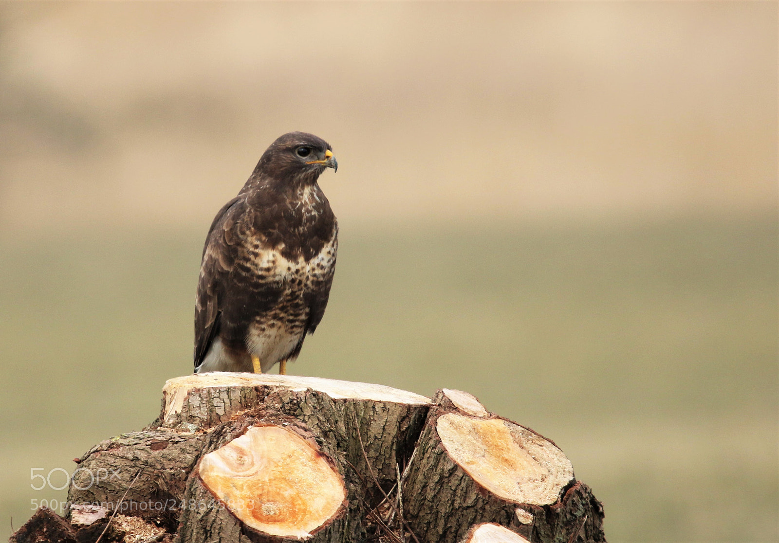 Canon EOS 7D Mark II sample photo. Buizerd op geknotte wilg photography