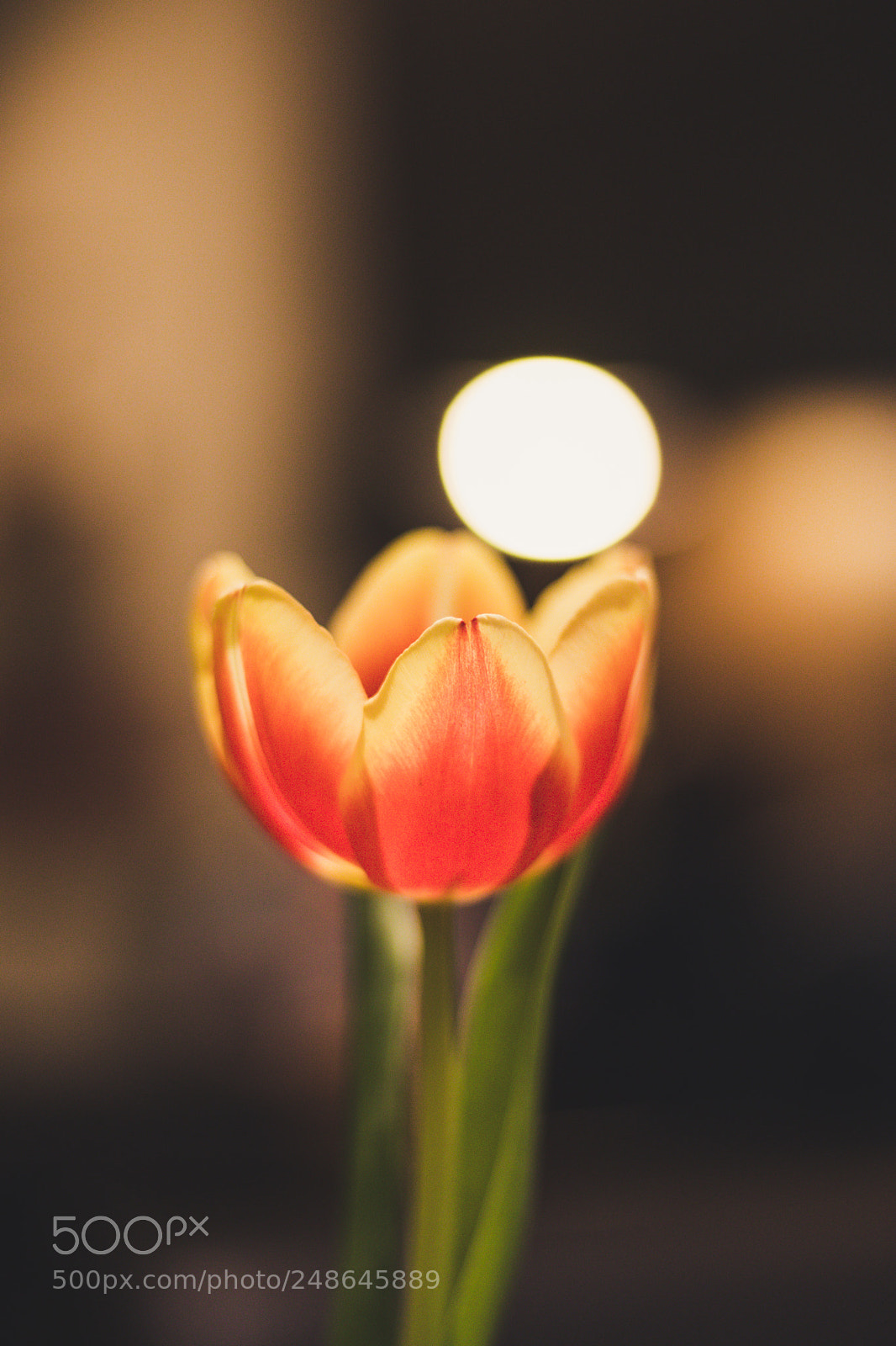 Canon EOS 77D (EOS 9000D / EOS 770D) sample photo. Flower photography