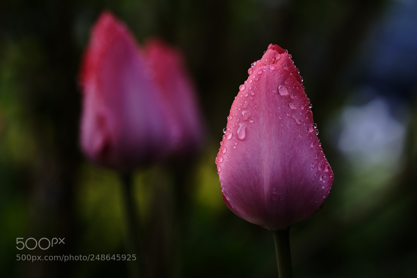 Fujifilm X-T10 sample photo. 514 photography