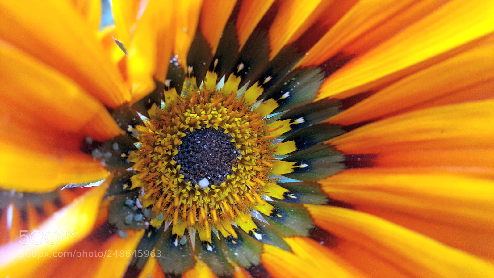 Samsung Galaxy S6 sample photo. Orange flower photography