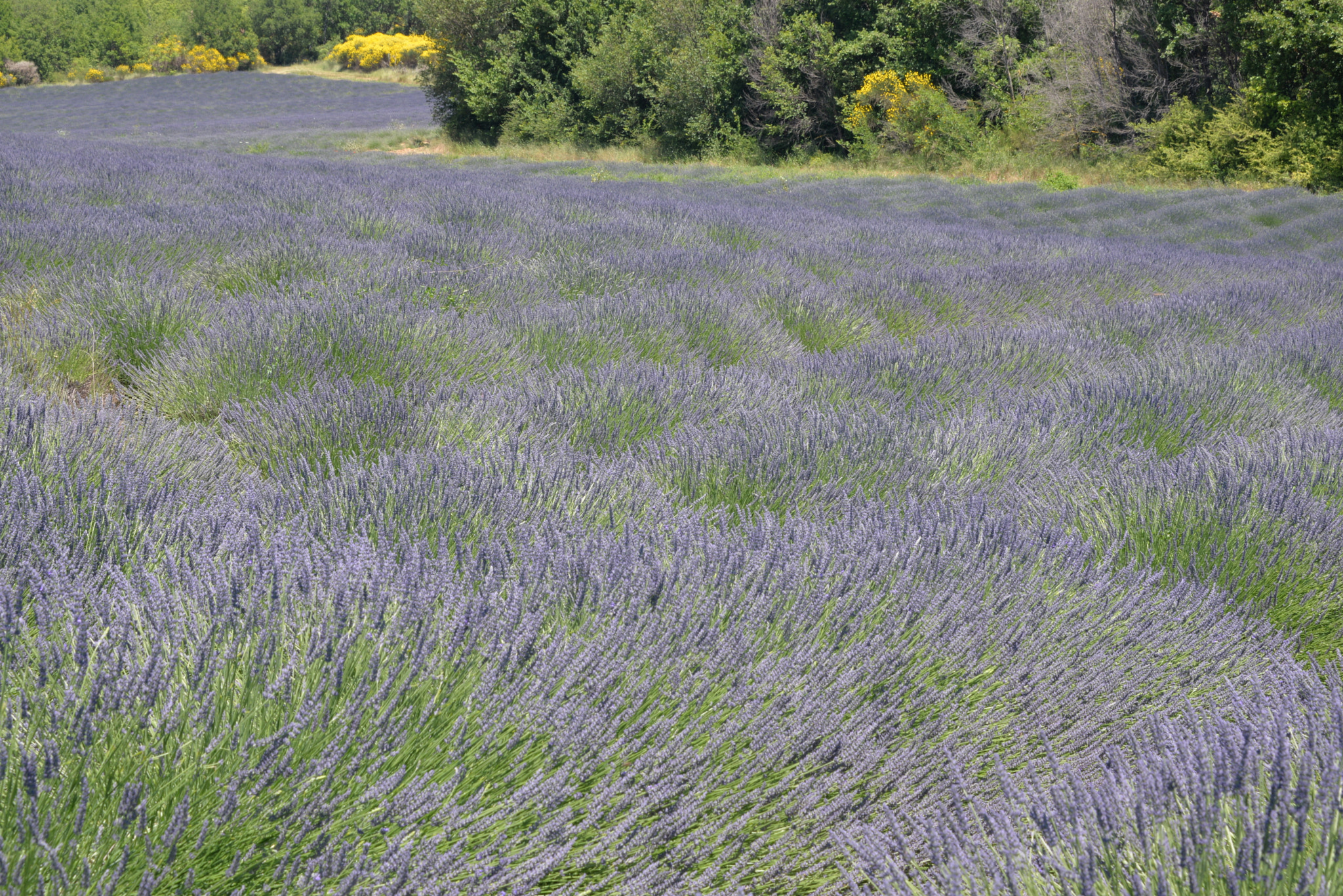 Nikon D610 sample photo. Lavenderfield photography