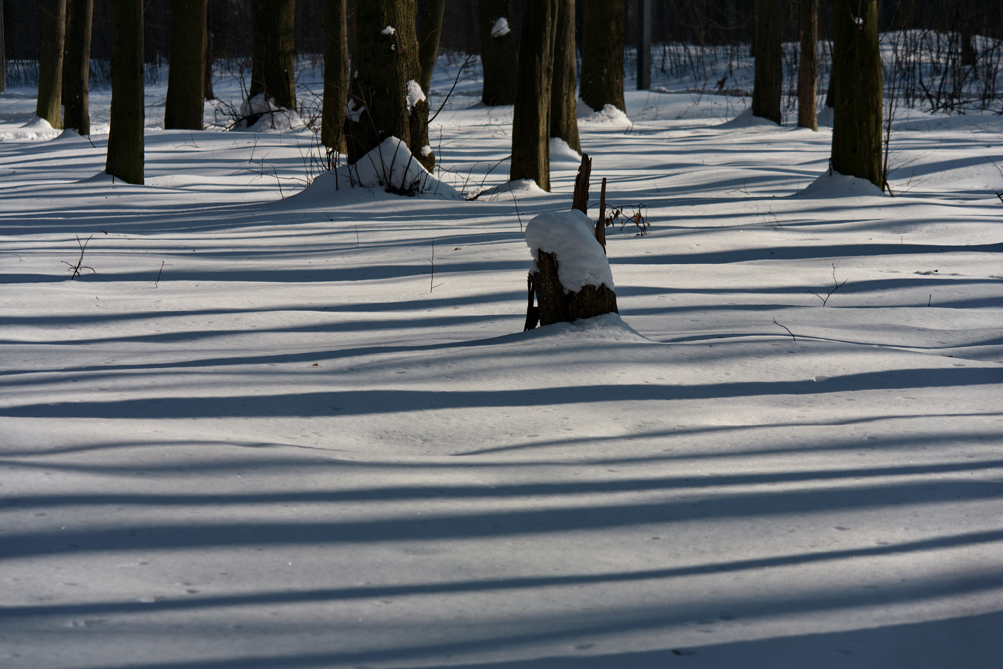Samsung NX20 sample photo. In the forest photography