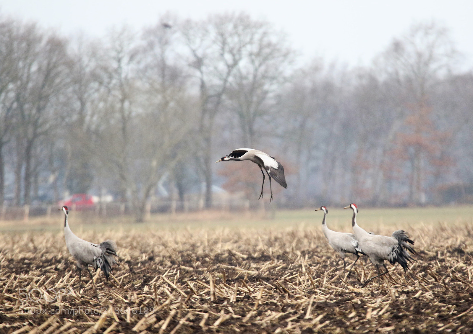 Canon EOS 7D Mark II sample photo. Kraanvogels photography