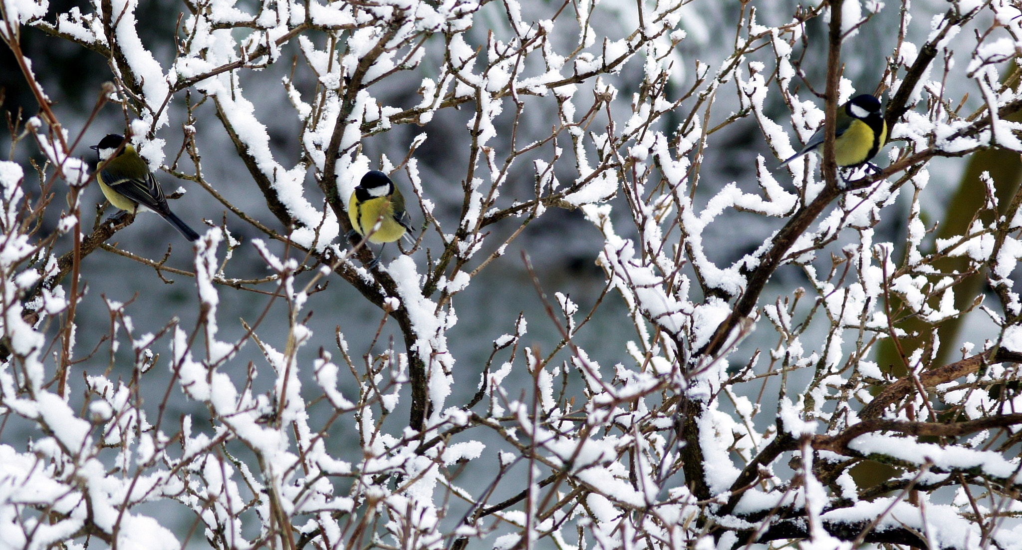 Sony Alpha DSLR-A550 + Sigma AF 105mm F2.8 EX [DG] Macro sample photo. Birds in snow photography