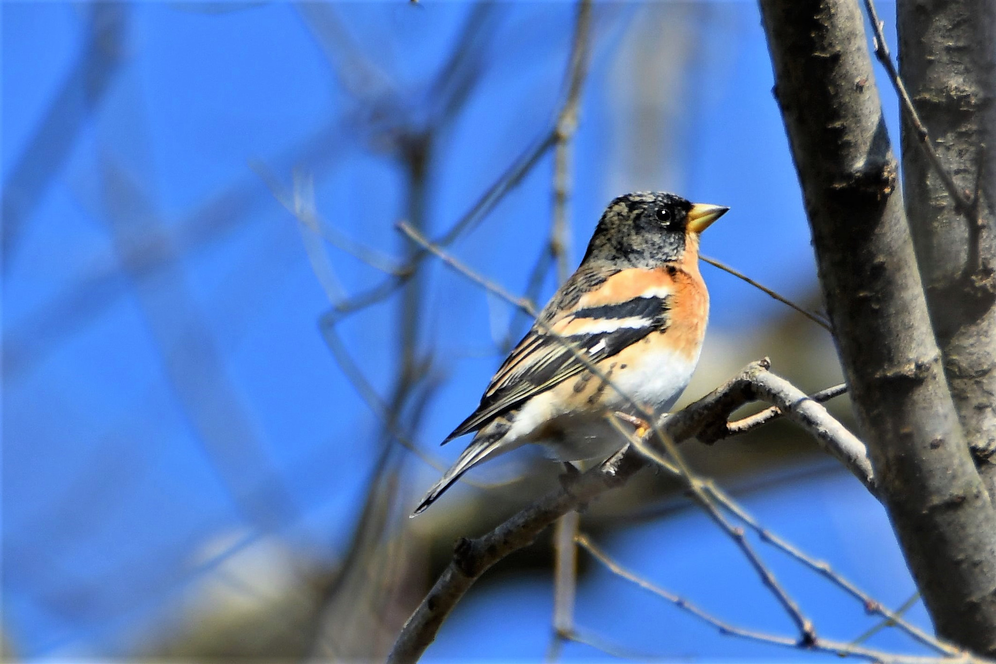 Nikon D7500 sample photo. Brambling photography