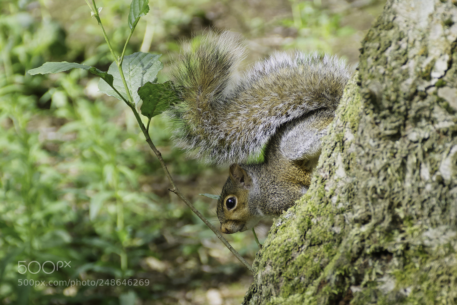 Nikon D7200 sample photo. Squirrel on the tree. photography