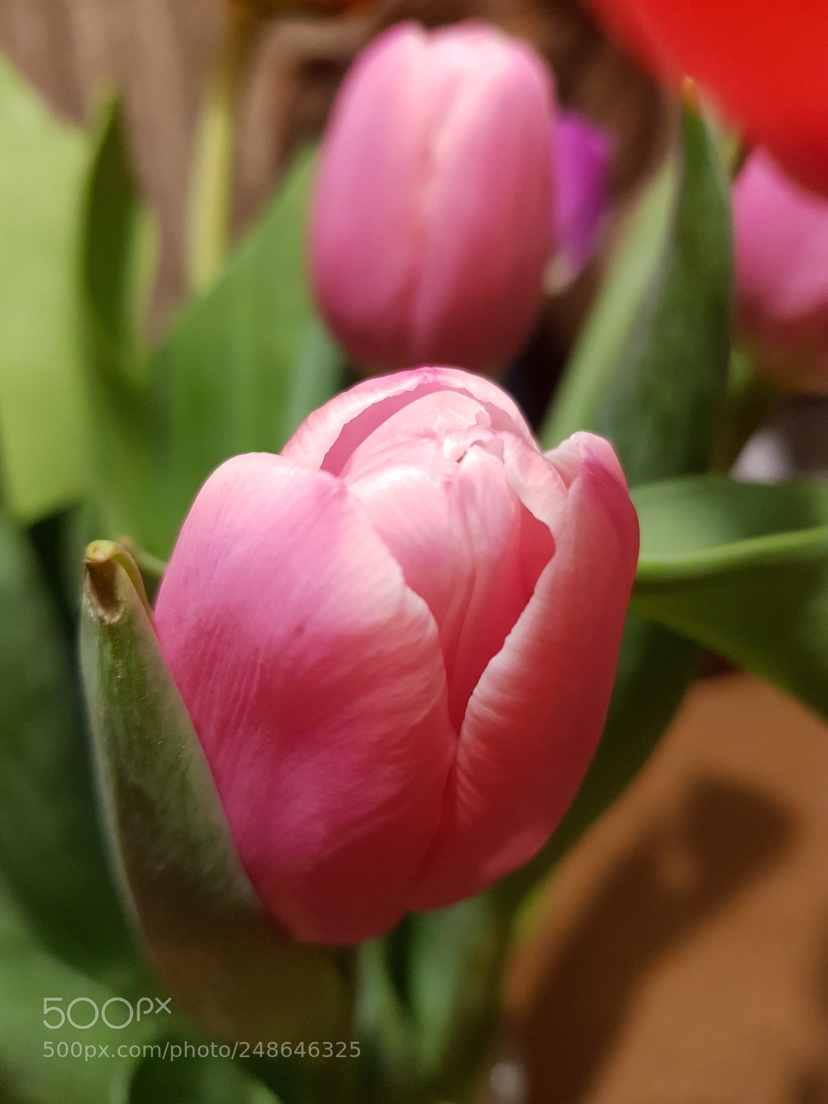 Samsung Galaxy S8 sample photo. Pink! photography