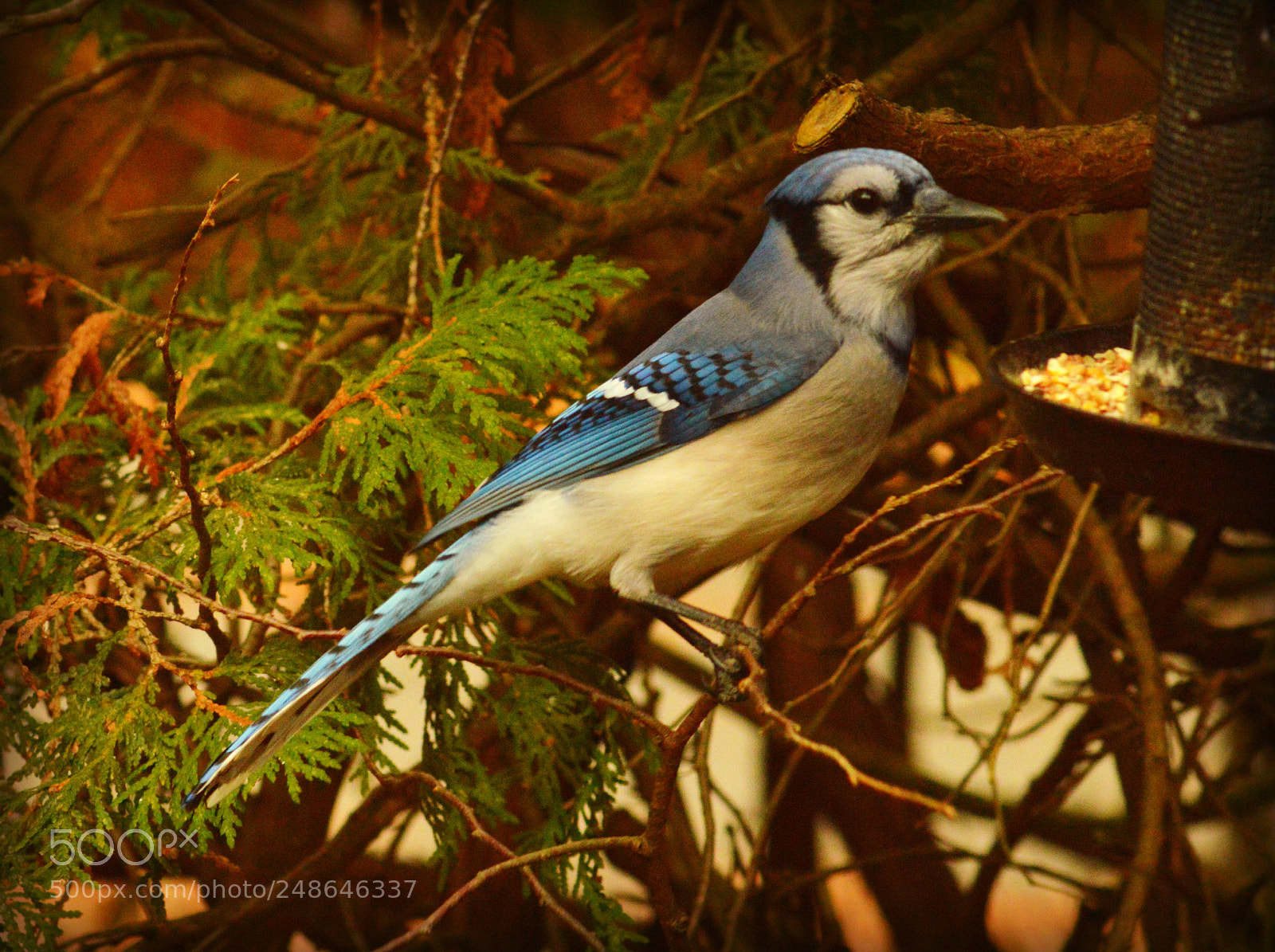 Nikon D3200 sample photo. Pretty bird photography