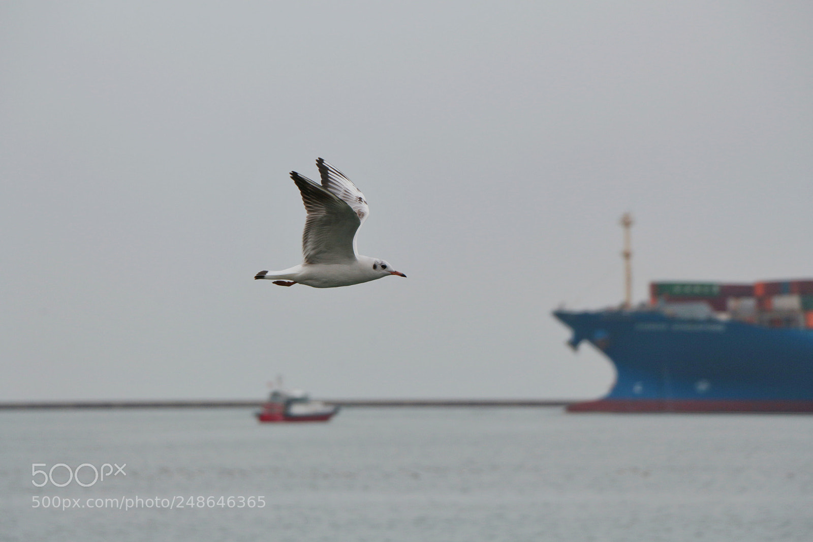 Canon EOS 700D (EOS Rebel T5i / EOS Kiss X7i) sample photo. Gull & ship chat photography