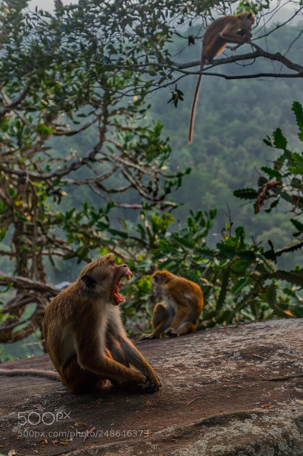 Canon EOS 6D Mark II sample photo. Monkeys on a cliff photography