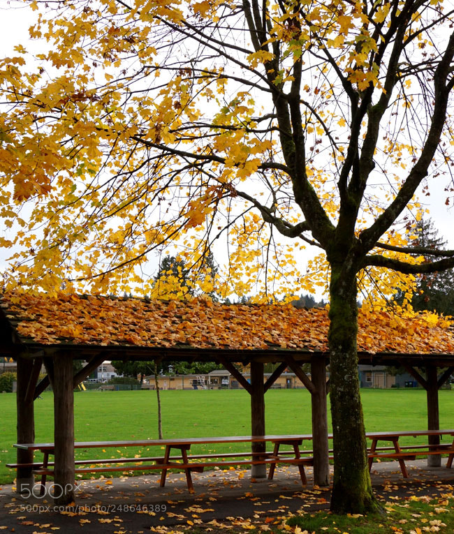 Sony a6000 sample photo. Autumn leaves photography