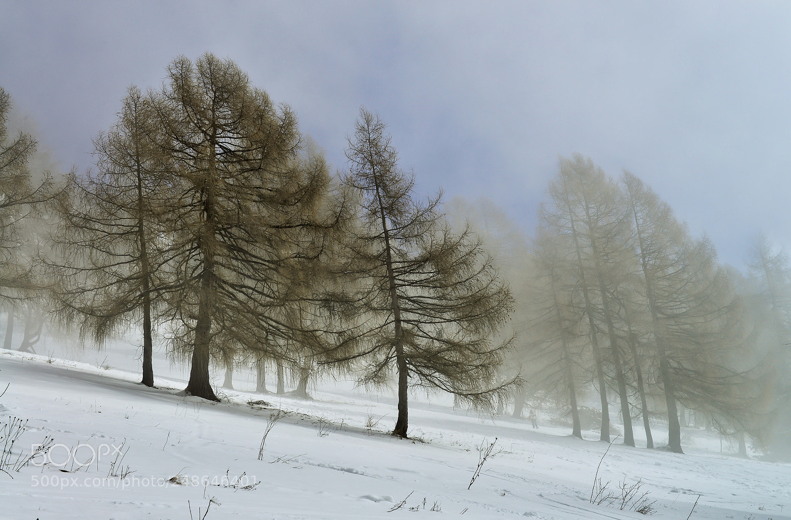 Nikon D800 sample photo. In attesa della primavera.. photography