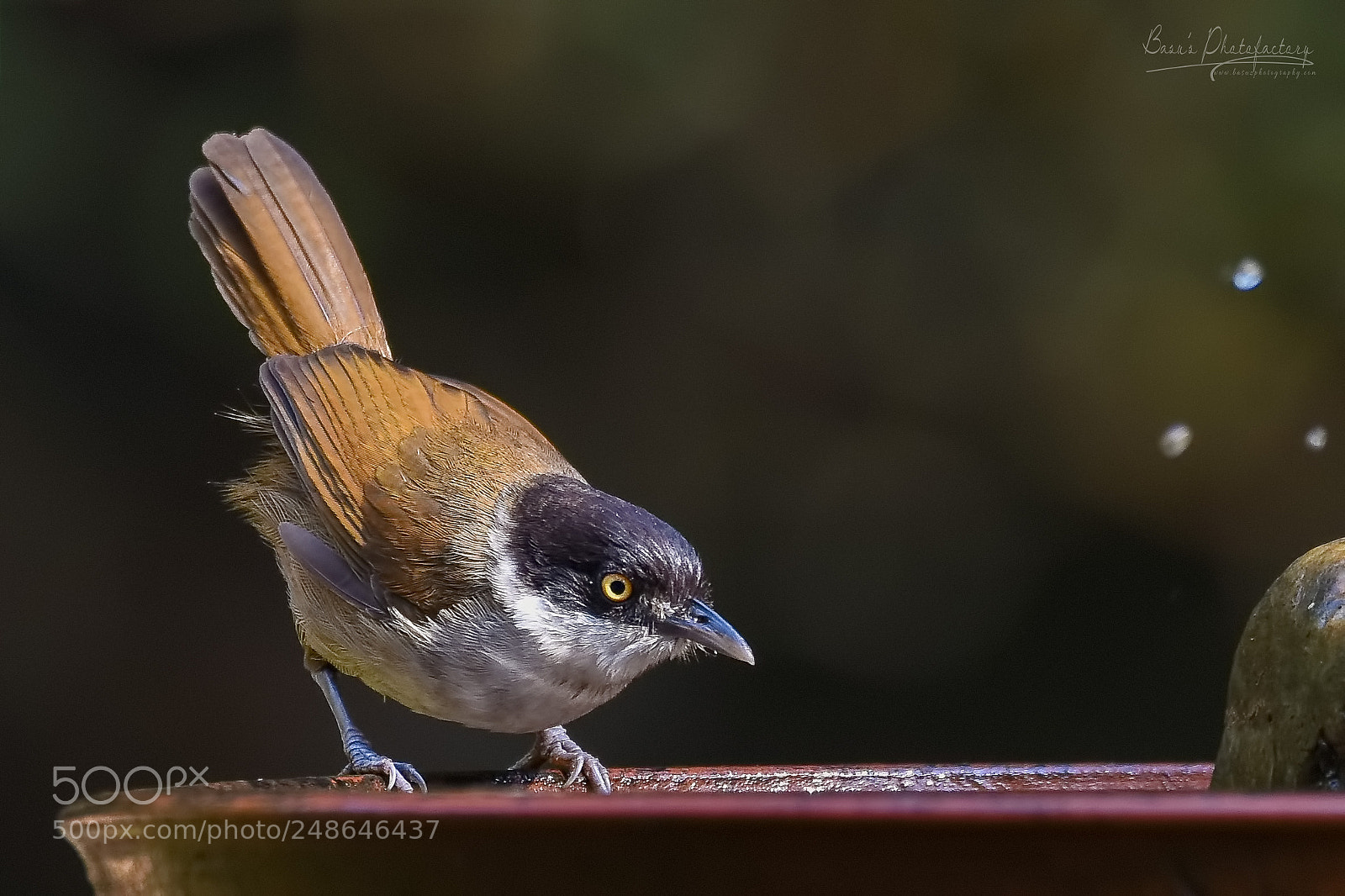 Nikon D810 sample photo. Dark fronted babbler photography