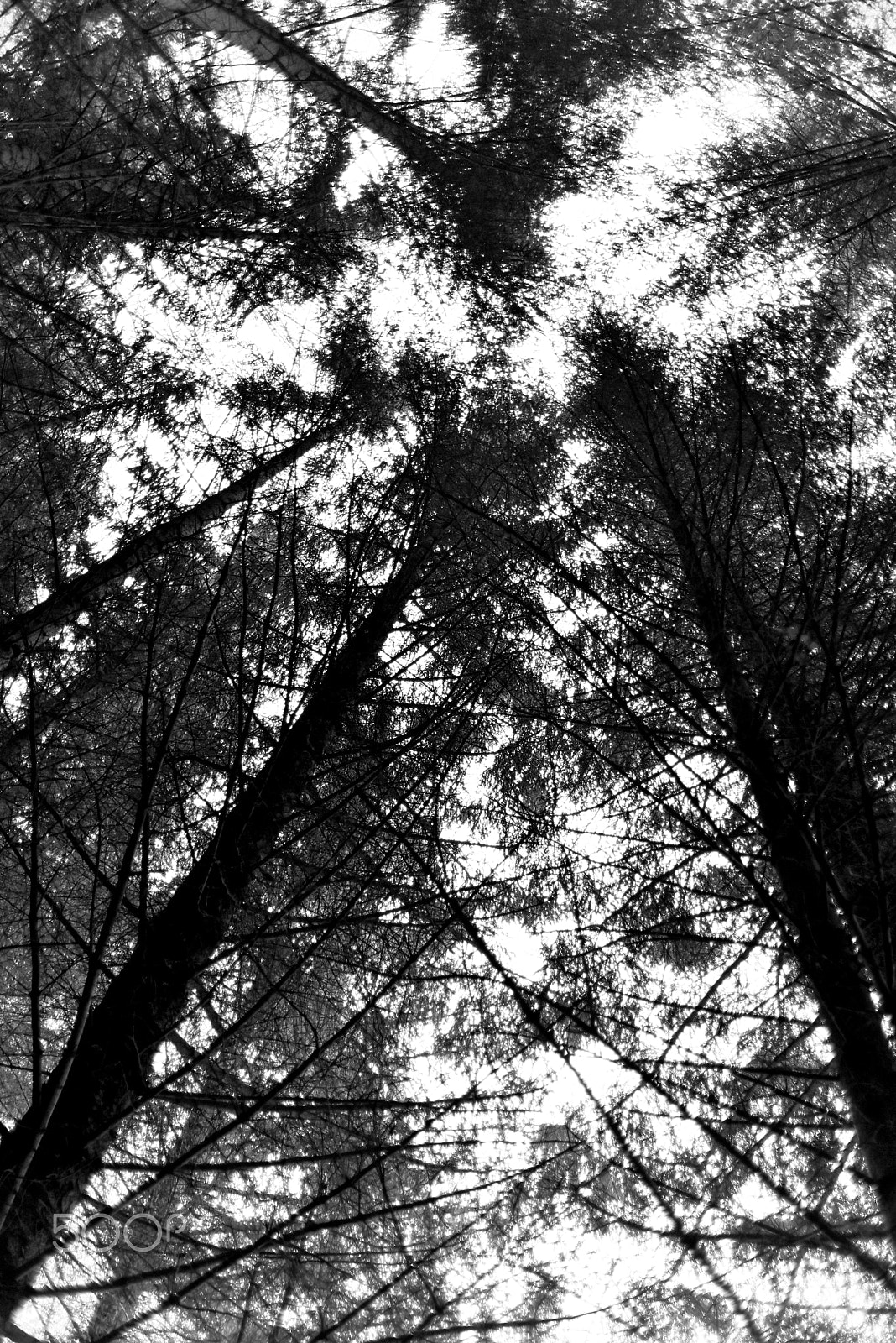AF Zoom-Nikkor 28-105mm f/3.5-4.5D IF sample photo. Ulstein trees photography