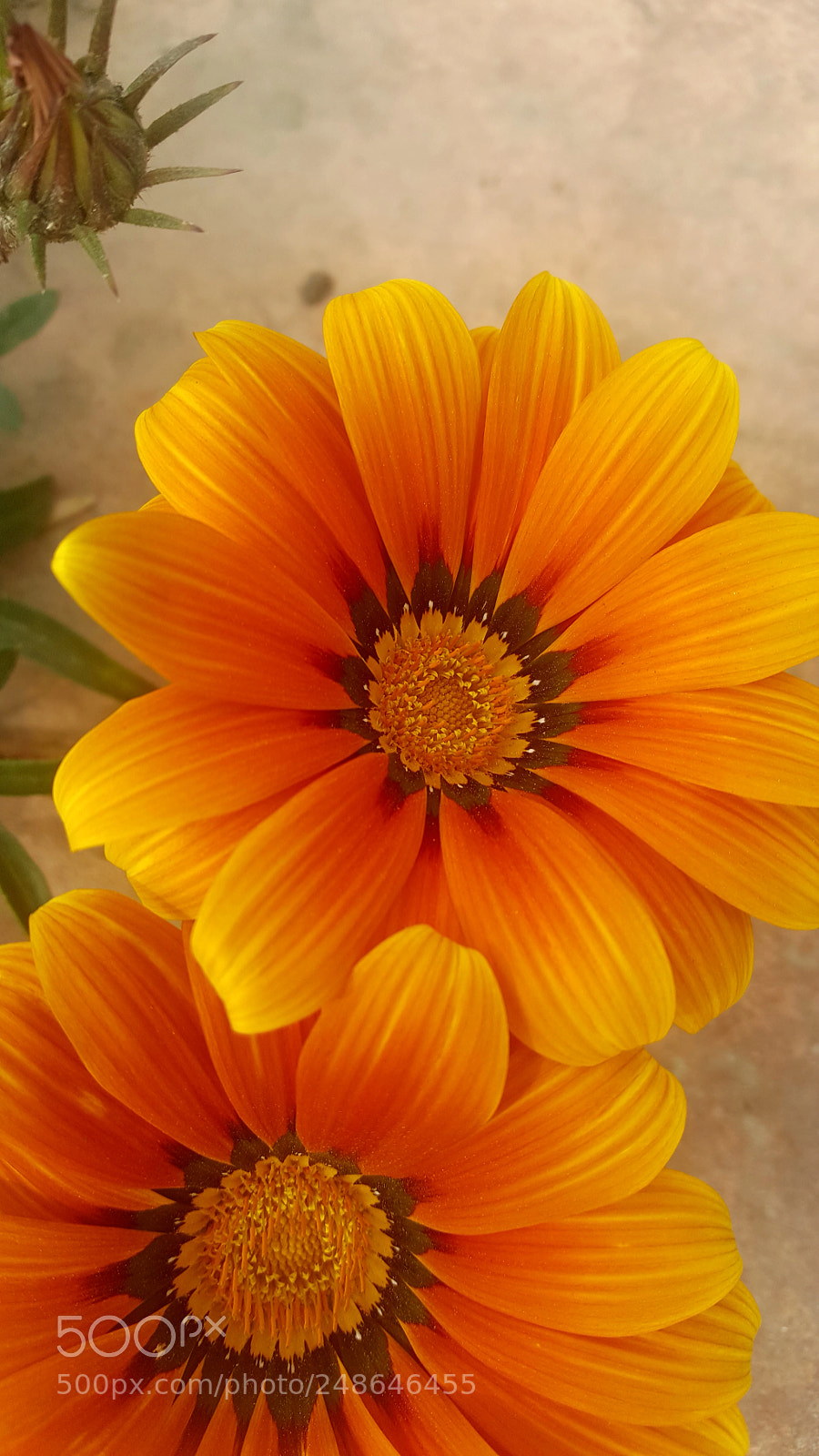 Samsung Galaxy S6 sample photo. Orange flower 2 photography