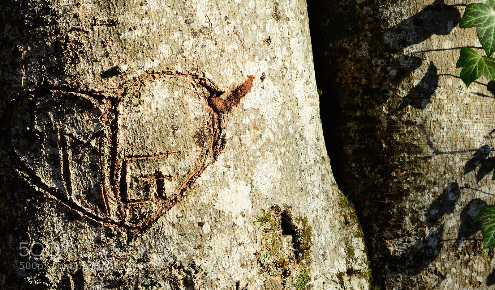 Nikon D5200 sample photo. Arbre coeur photography