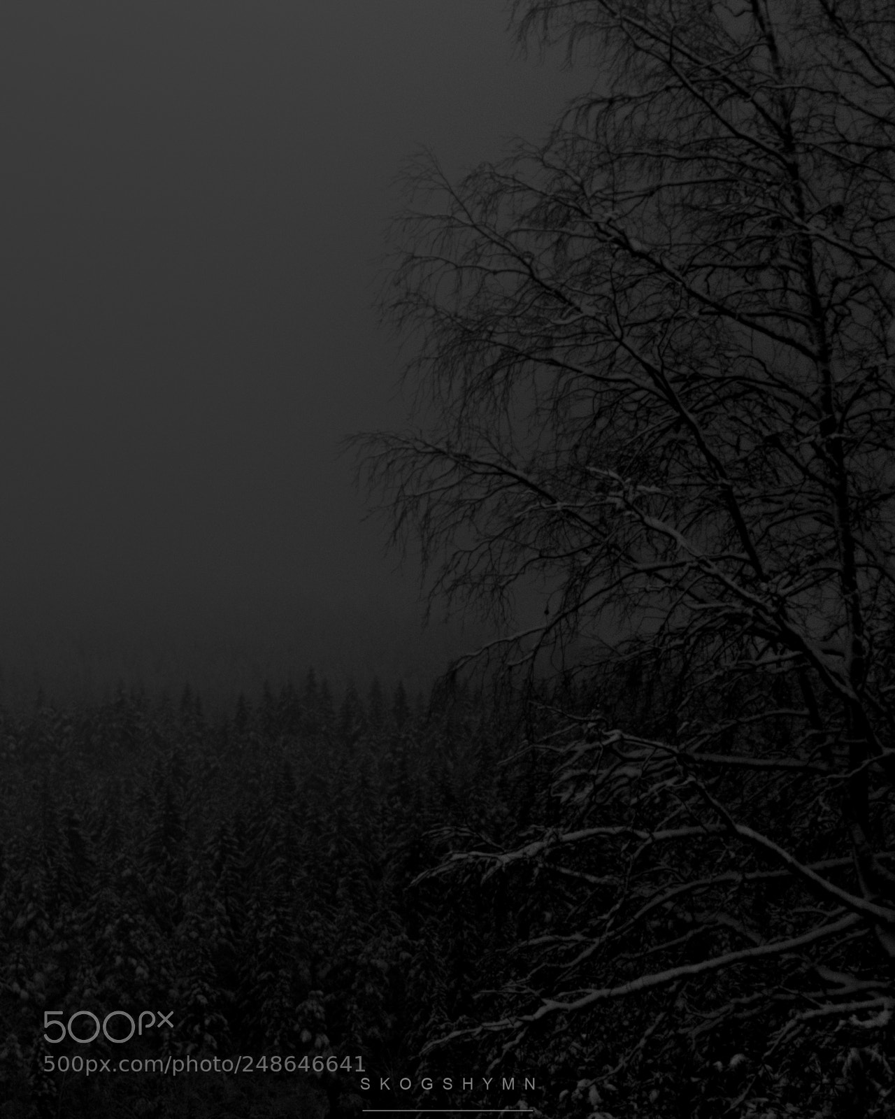 Nikon D5300 sample photo. Winter wonderland photography