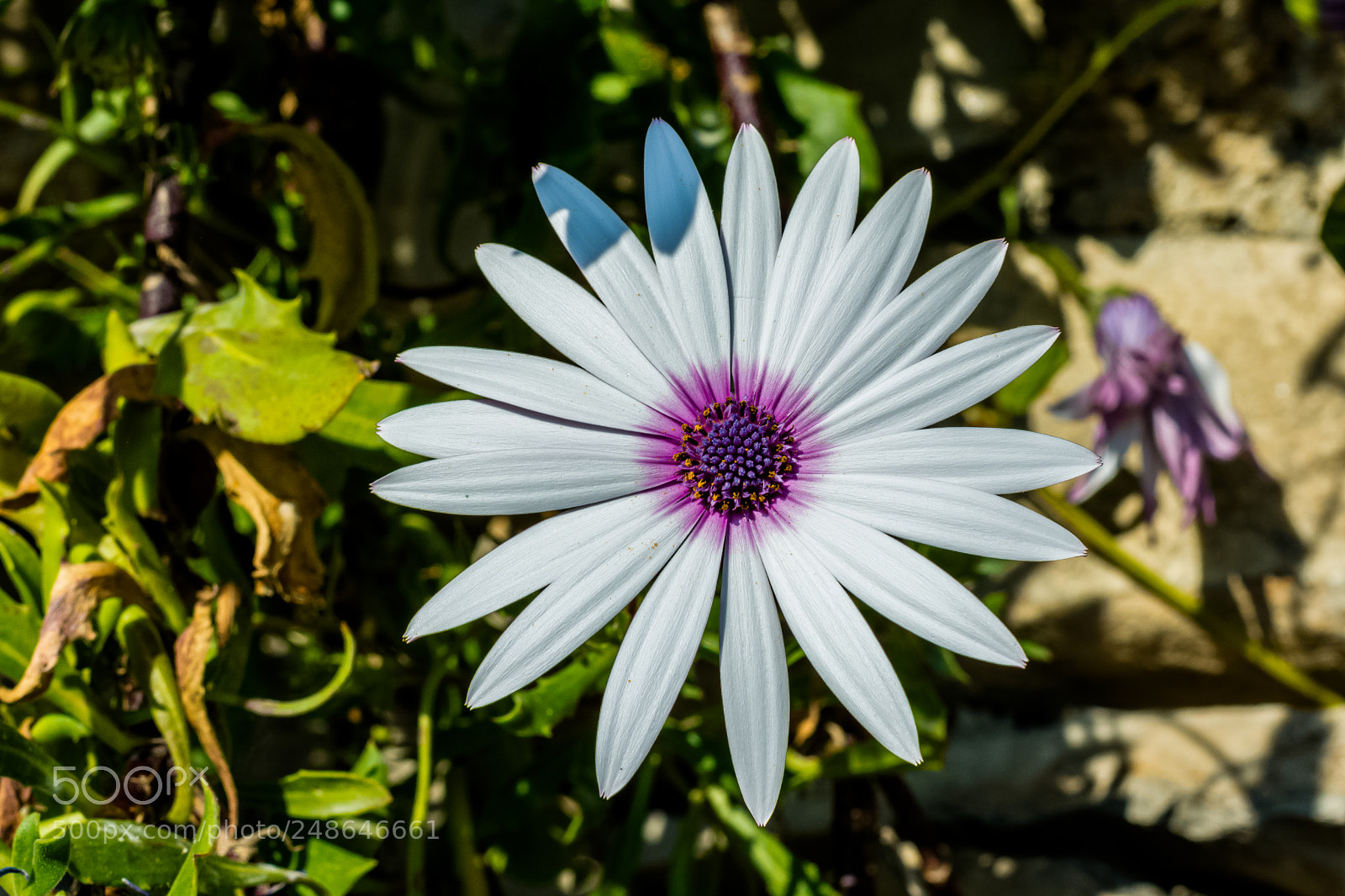 Nikon D7100 sample photo. Ogni fiore che sboccia photography