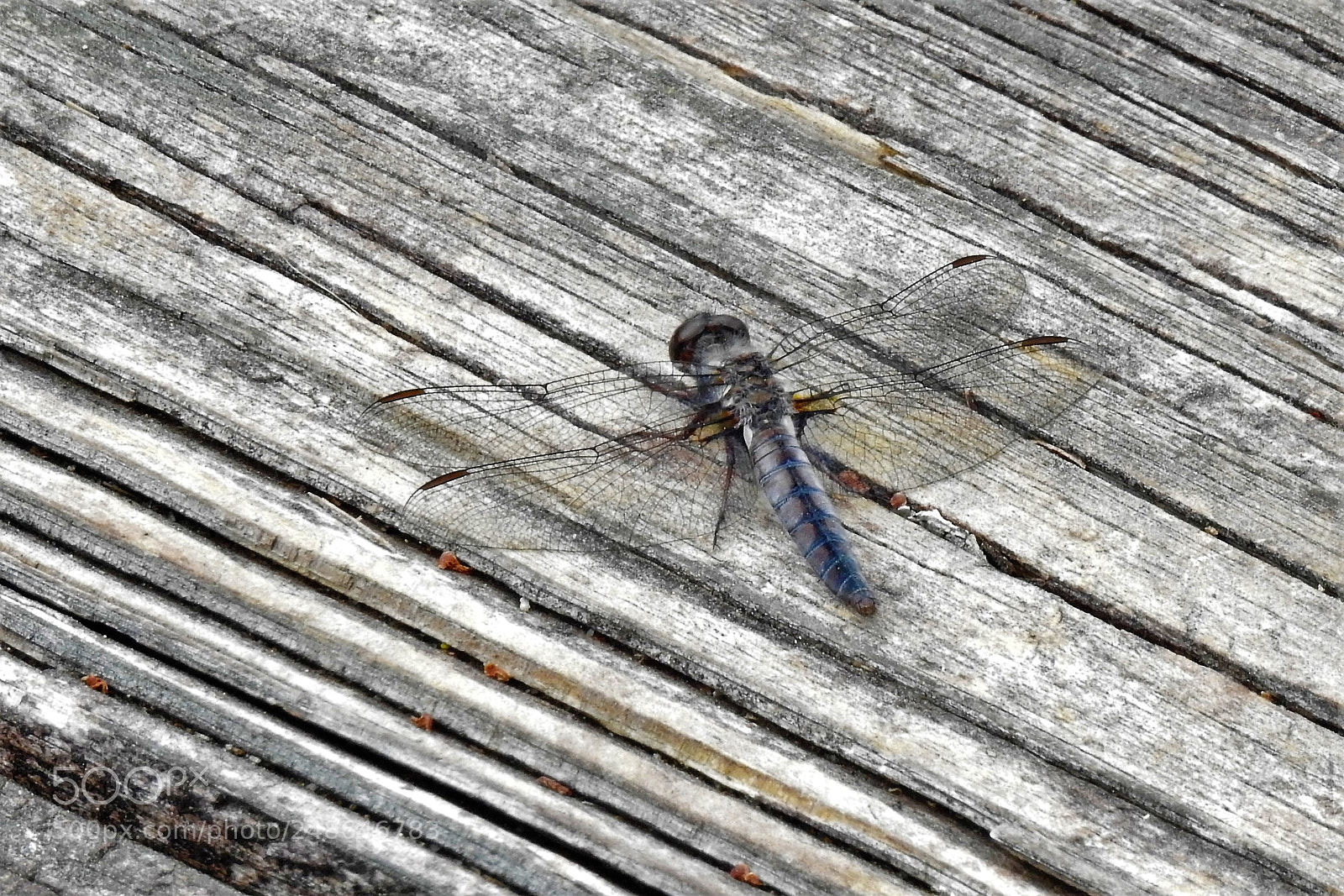 Nikon Coolpix P900 sample photo. Okefenokee dragonfly on deck photography