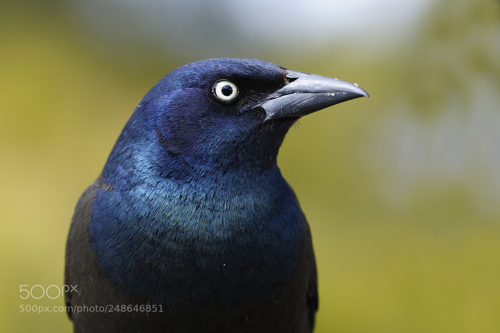 Nikon D300S sample photo. Quiscale bronzé / common grackle photography