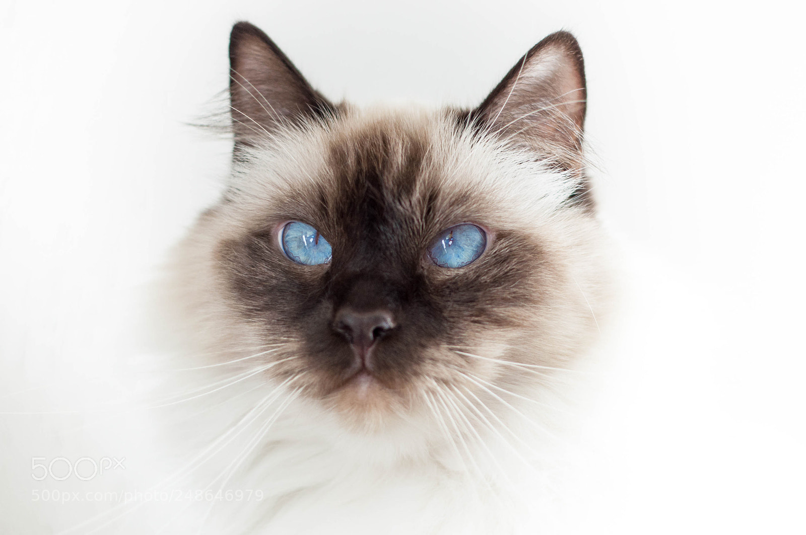 Nikon D90 sample photo. Ragdoll photography