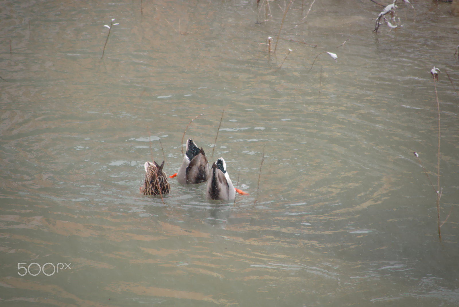 Canon EOS 70D + Canon TS-E 90mm F2.8 Tilt-Shift sample photo. Nuoto sincronizzato photography