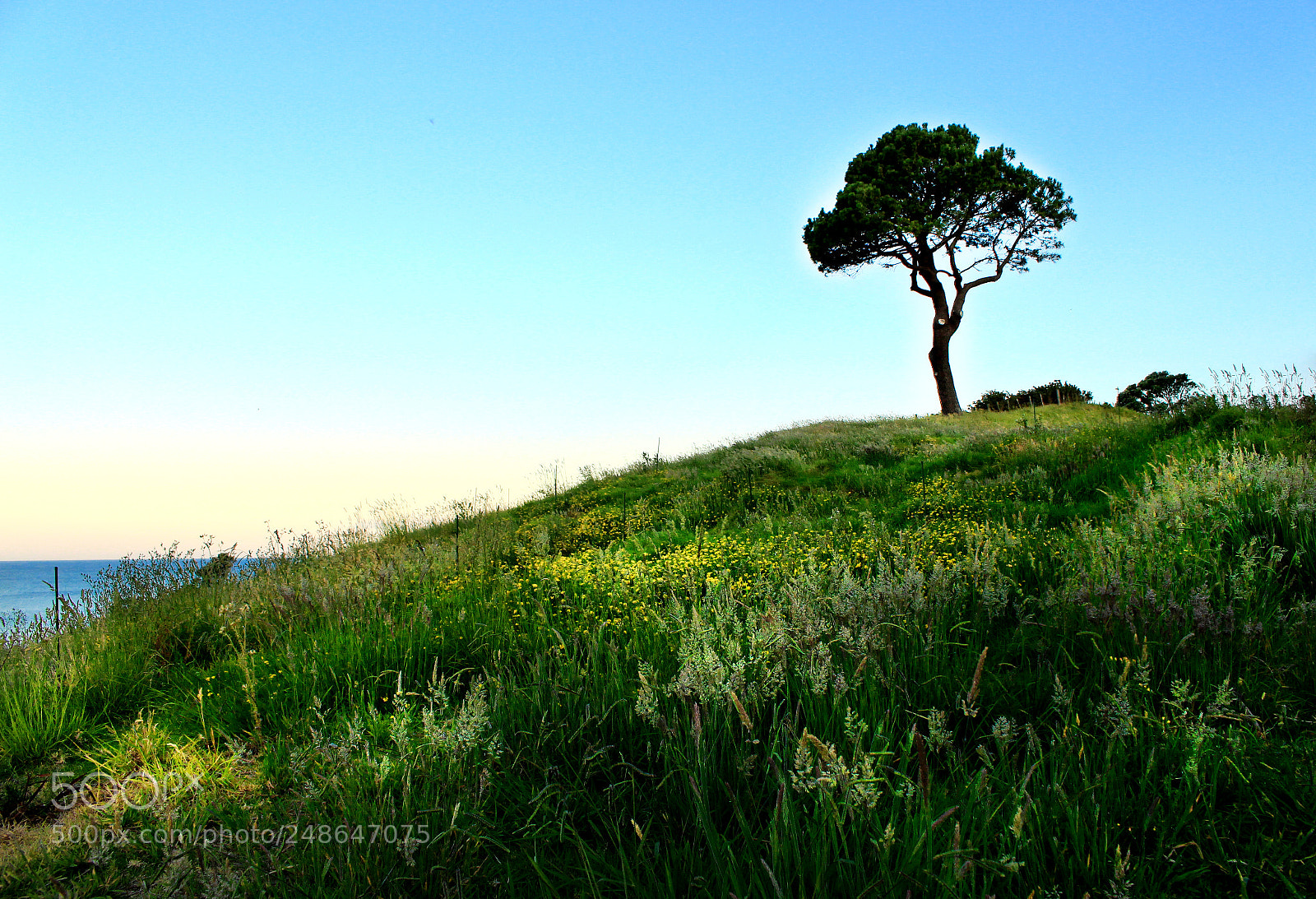Canon EOS 700D (EOS Rebel T5i / EOS Kiss X7i) sample photo. Lonely tree photography