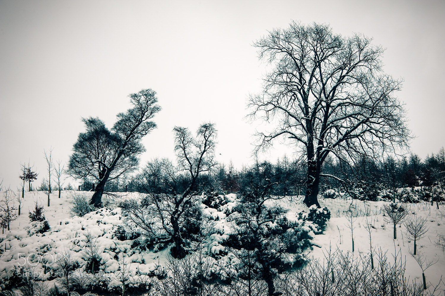 Nikon D700 sample photo. Trees photography